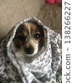 一隻看起來不像蝴蝶犬的蝴蝶犬 138266227