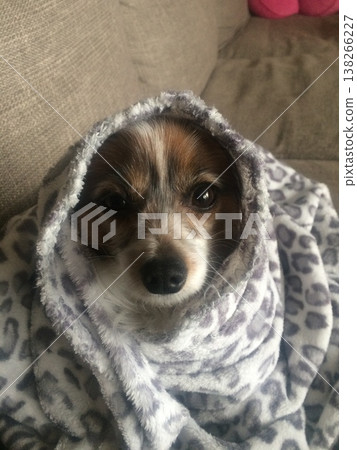 一隻看起來不像蝴蝶犬的蝴蝶犬 138266227