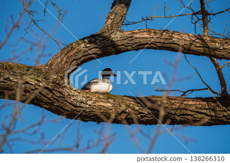 The duck hid high on a tree branch The duck hid high on a tree branch 138266310