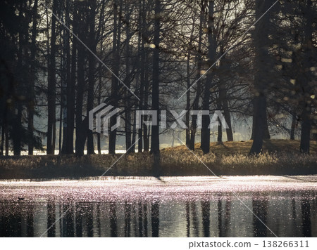 Silent forest stands by shimmering water Silent forest stands by shimmering water 138266311