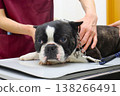 Mighty, the Boston Terrier, during his checkup. 138266491
