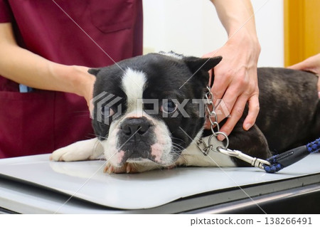Mighty, the Boston Terrier, during his checkup. 138266491