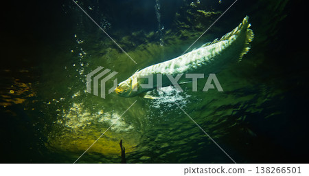 Silver Arowana Bottom View. Osteoglossum Bicirrhosum Is South American Freshwater Bony Fish Of Family Osteoglossidae. Generic Name Osteoglossum Means Bone-tongued And Specific Name Bicirrhosum Means 138266501