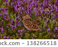 Skylarks singing in a field of flowers 138266518