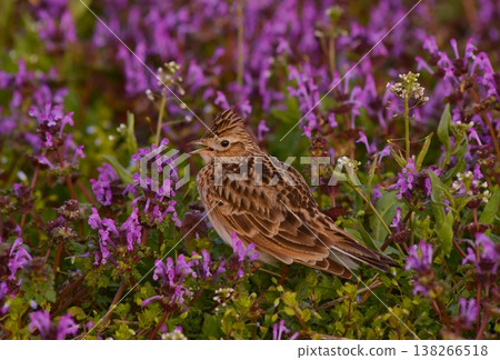 Skylarks singing in a field of flowers Skylarks singing in a field of flowers 138266518