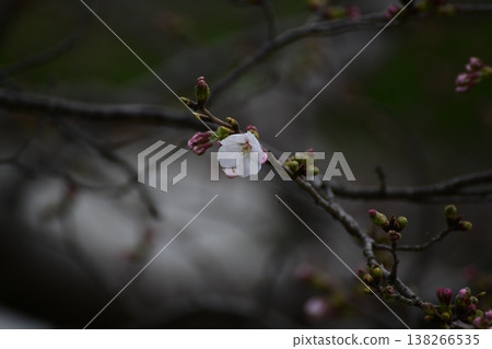 Cherry Blossoms Cherry Blossoms 138266535