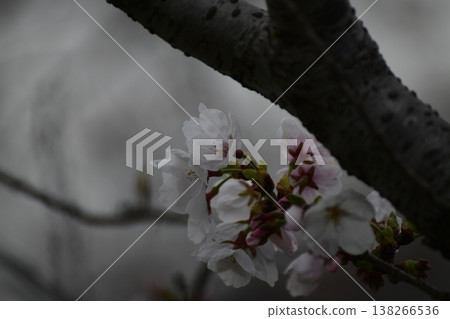 櫻桃樹 櫻桃樹 138266536