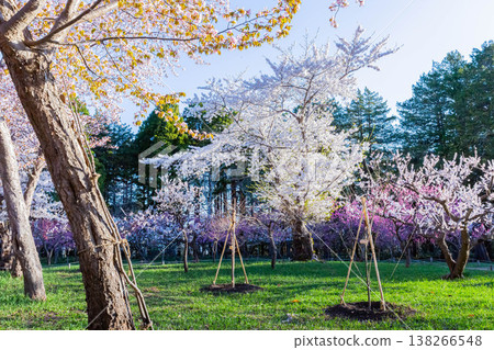 Plum blossom Plum blossom 138266548