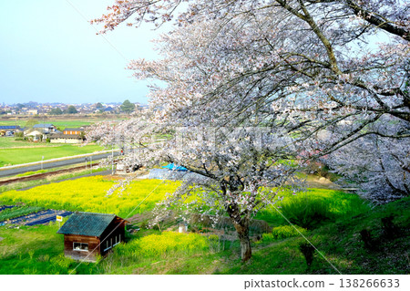 熊本縣朝霧町岡留公園的櫻花和油菜花盛開,景色優美。 熊本縣朝霧町岡留公園的櫻花和油菜花盛開,景色優美。 138266633