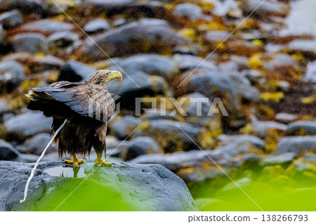 白尾海鵰排尿 白尾海鵰排尿 138266793