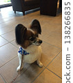 修剪過後，蝴蝶犬剪了個波波頭。 138266835