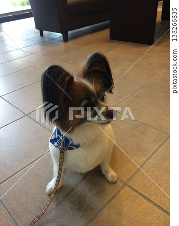 修剪過後，蝴蝶犬剪了個波波頭。 138266835