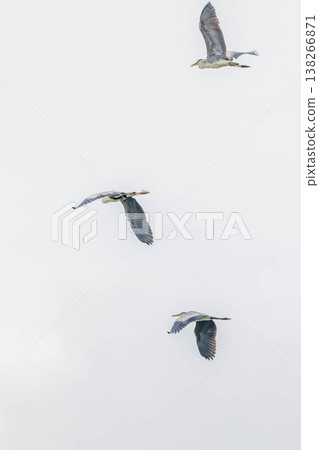 Gray heron Gray heron 138266871