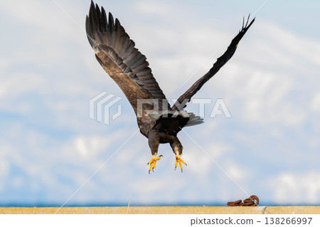 白鷹 白鷹 138266997