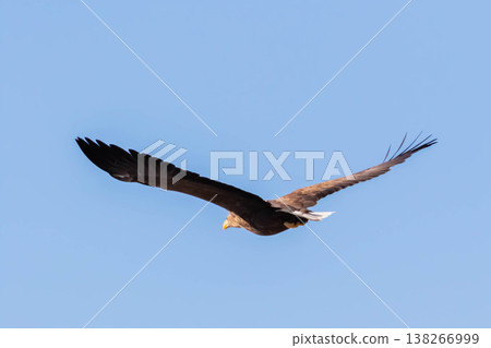 White-tailed eagle 138266999