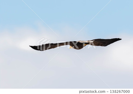 White-tailed eagle White-tailed eagle 138267000