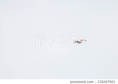 White-tailed eagle White-tailed eagle 138267001