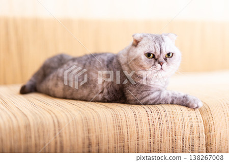 purebred cat is resting on the sofa purebred cat is resting on the sofa 138267008