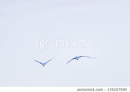 Flight of the crane Flight of the crane 138267090