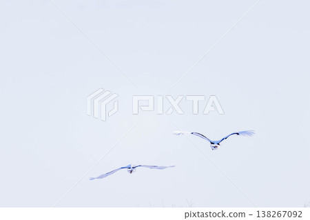 Flight of the crane Flight of the crane 138267092