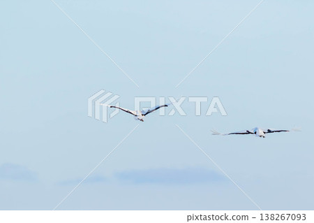 Flight of the crane Flight of the crane 138267093