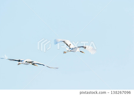 Flight of the crane Flight of the crane 138267096