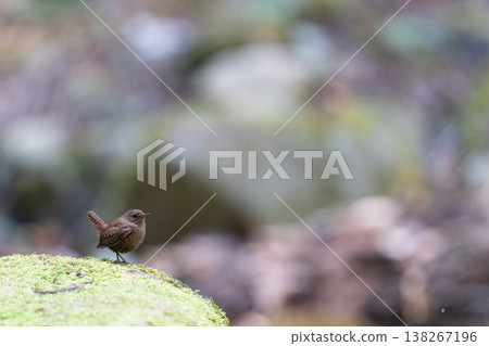 Wren in the Valley Wren in the Valley 138267196
