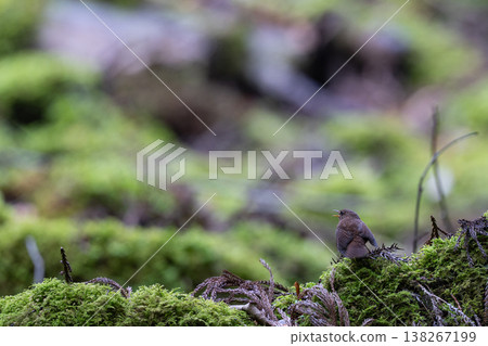 Wren in the Valley Wren in the Valley 138267199