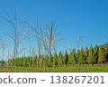 Pampas grass and metasequoia trees stand out against the blue sky. 138267201