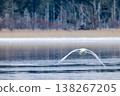 天鵝 138267205