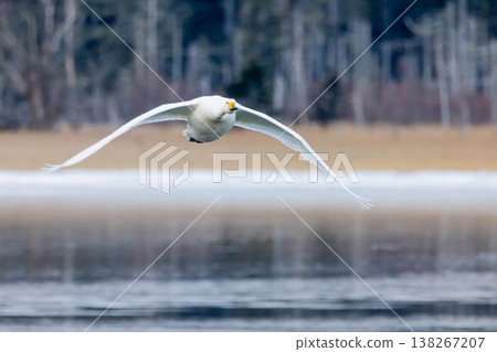 Swan Swan 138267207