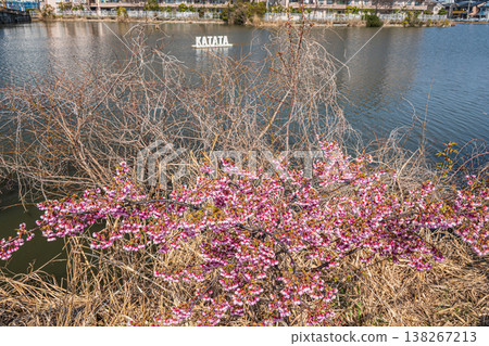 Katata Inland Lake, Cherry Blossoms by the Lake, Katata, Otsu City, Shiga Prefecture Katata Inland Lake, Cherry Blossoms by the Lake, Katata, Otsu City, Shiga Prefecture 138267213