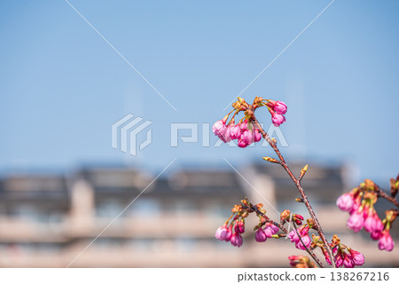 Katata Inland Lake, Cherry Blossoms by the Lake, Katata, Otsu City, Shiga Prefecture Katata Inland Lake, Cherry Blossoms by the Lake, Katata, Otsu City, Shiga Prefecture 138267216