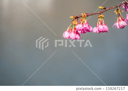 Katata Inland Lake, Cherry Blossoms by the Lake, Katata, Otsu City, Shiga Prefecture Katata Inland Lake, Cherry Blossoms by the Lake, Katata, Otsu City, Shiga Prefecture 138267217
