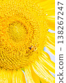 向日葵和蜜蜂 138267247