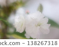 Cherry blossoms in full bloom 138267318
