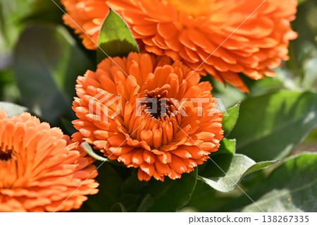 金盞花 (Calendula officinalis) 金盞花 (Calendula officinalis) 138267335