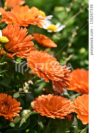 金盞花 (Calendula officinalis) 金盞花 (Calendula officinalis) 138267336