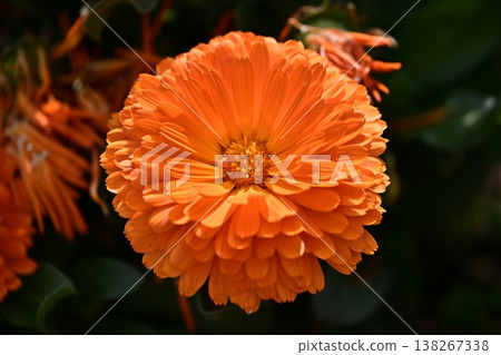 金盞花 (Calendula officinalis) 金盞花 (Calendula officinalis) 138267338