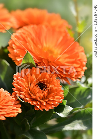 金盞花 (Calendula officinalis) 138267340
