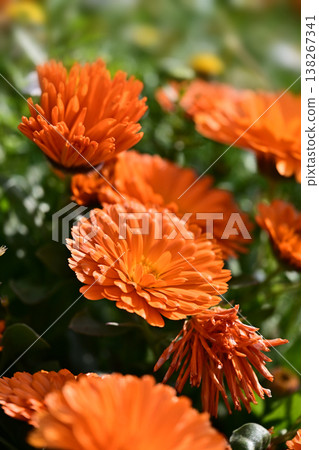 Calendula officinalis (Calendula officinalis) 138267341