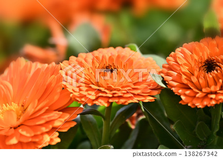 金盞花 (Calendula officinalis) 138267342