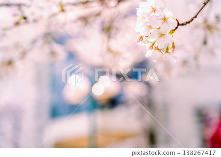 櫻花的風景 櫻花的風景 138267417