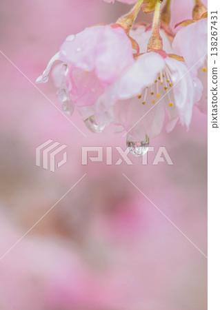 Cherry blossoms after the rain, raindrops Cherry blossoms after the rain, raindrops 138267431