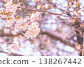 採取春天陽光的佐倉 138267442