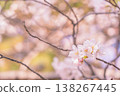 春天的櫻花樹 138267445