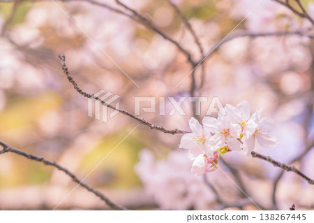 Sakura in spring Sakura in spring 138267445