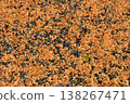 A carpet of orange osmanthus flowers 138267471