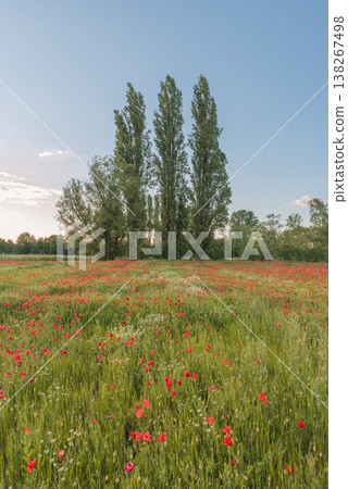 Scenic red poppy field in full bloom Scenic red poppy field in full bloom 138267498