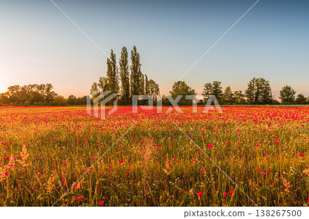 Scenic red poppy field in full bloom Scenic red poppy field in full bloom 138267500